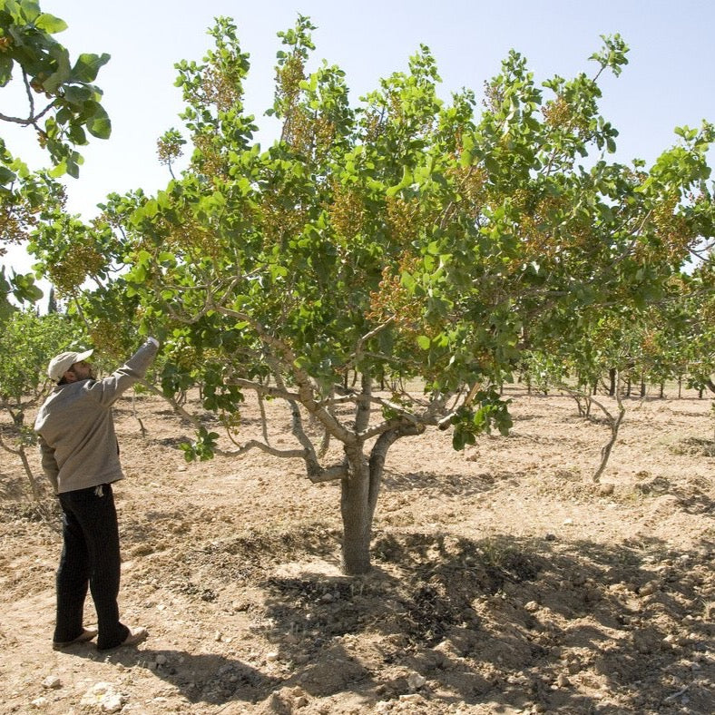 Syrian Olive Tree Farmers
